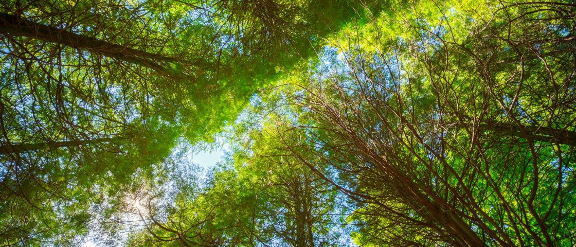 Sunlight through a forest canopy